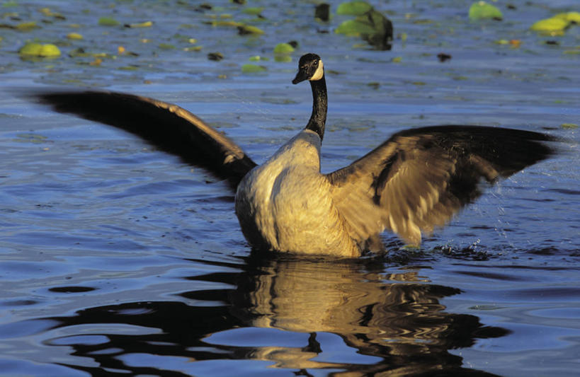 无人,横图,室外,白天,正面,旅游,度假,湖,湖泊,美景,水,植物,鸟,伸展,张开,展翅,阴影,波纹,漂浮,光线,翅膀,鸟类,影子,湖面,景观,水流,水面,浮萍,注视,娱乐,一只,绿色,水纹,阳光,自然,波浪,湖水,观察,看,享受,休闲,景色,放松,生长,成长,观看,察看,雁,关注,自然风光,张开翅膀,黑雁,加拿大黑雁,加拿大雁,展开翅膀,彩图,全身