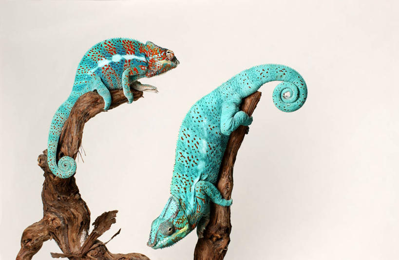 无人,横图,室内,白天,白色背景,侧面,野生动物,蜥蜴,树桩,注视,树,树干,爬行,蓝色,动物,观察,看,两只,木桩,摄影,影棚,观看,察看,关注,匍匐,石龙子,泉龙,猪婆蛇,四脚蛇,蜴,彩图,全身,影棚拍摄,拍摄