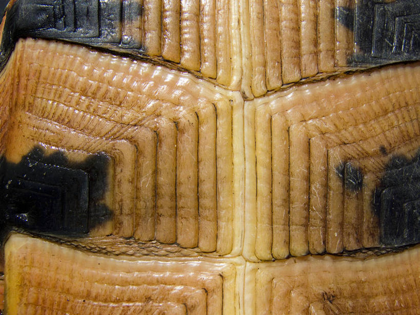 无人,横图,室外,特写,白天,正面,龟,花纹,装饰,一只,健康,华丽,修饰,坚硬,龟壳,点缀,坚定,衬托,美观,雅致,雅观,长寿,乌龟,坚固,坚挺,半身,彩图