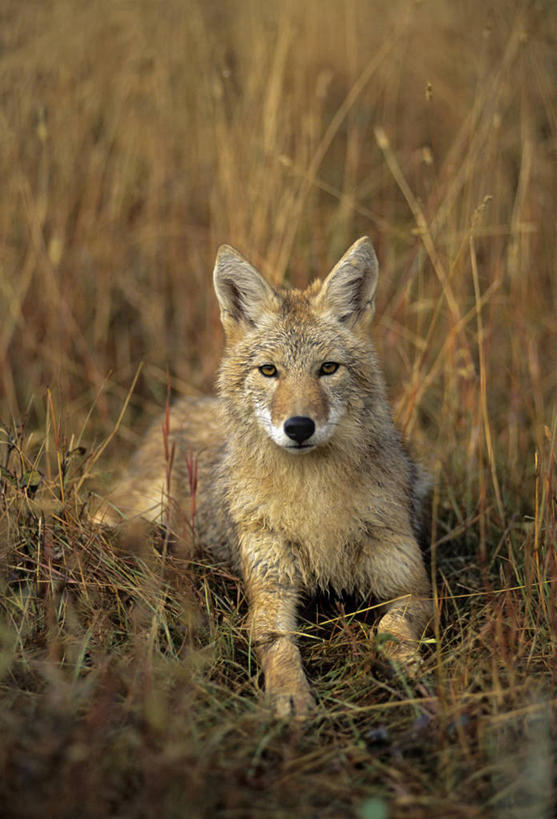 无人,竖图,室外,白天,正面,草地,草原,草坪,日落,植物,狼,野生动物,阴影,枯萎,光线,影子,荒野,旷野,晚霞,霞光,落日,热带,注视,草,一只,阳光,黄昏,动物,观察,看,趴着,彩霞,观看,死亡,察看,关注,原野,郊狼,荒原,凶猛,丛林狼,夕照,枯败,残暴,凶残,夕阳,灰狼,趴,彩图,全身,斜阳,犬科动物