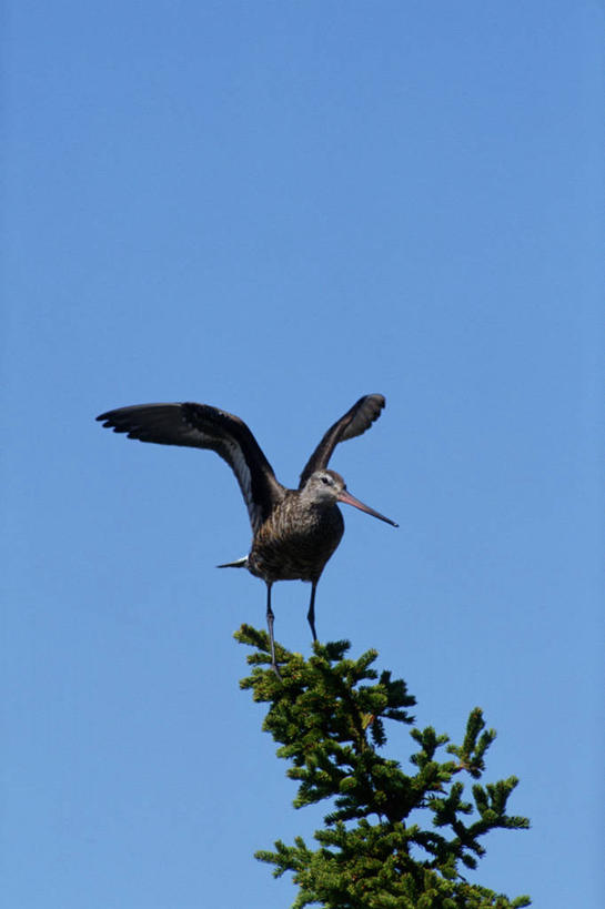 无人,竖图,室外,白天,仰视,植物,鸟,伸展,张开,展翅,阴影,光线,翅膀,鸟类,影子,枝条,扭头,注视,树,树木,树枝,一只,蓝色,绿色,蓝天,天空,阳光,自然,天,观察,看,转头,栖息,生长,晴朗,成长,观看,察看,关注,张开翅膀,万里无云,黑尾塍鹬,黑尾鹬,鹬,虬枝,枝杈,栖身,展开翅膀,晴空,晴空万里,彩图,低角度拍摄,全身