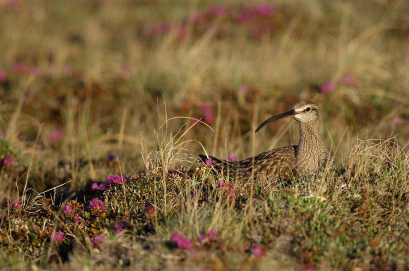 无人,横图,室外,白天,侧面,草地,草原,草坪,日落,植物,鸟,阴影,枯萎,朦胧,模糊,光线,鸟类,影子,荒野,旷野,晚霞,霞光,落日,热带,扭头,注视,草,一只,阳光,黄昏,观察,看,趴着,转头,彩霞,观看,死亡,察看,关注,原野,荒原,黑尾塍鹬,黑尾鹬,鹬,夕照,枯败,夕阳,趴,彩图,全身,斜阳
