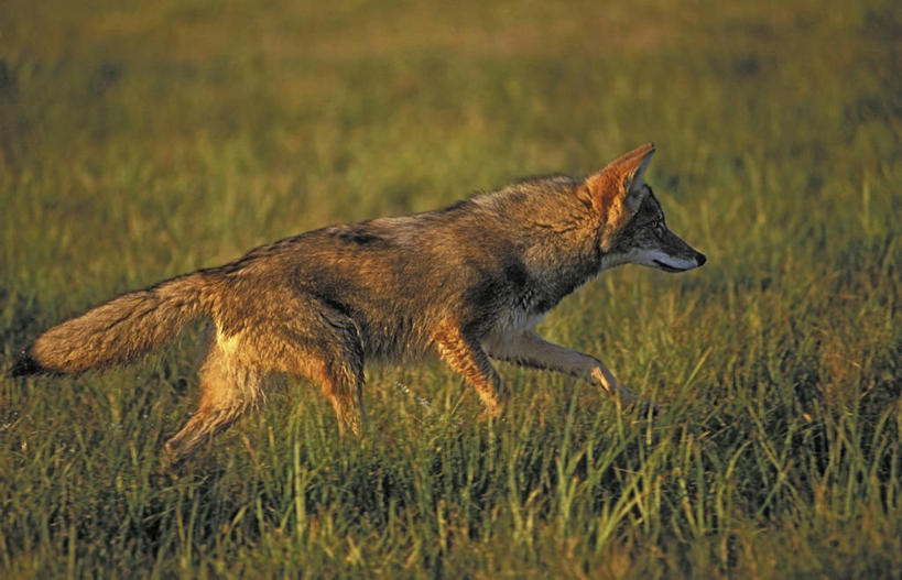 无人,走,横图,室外,白天,侧面,草地,草原,日落,植物,狼,野生动物,阴影,朦胧,模糊,光线,影子,旷野,晚霞,霞光,落日,注视,草,一只,绿色,阳光,黄昏,动物,观察,看,彩霞,观看,察看,关注,原野,郊狼,凶猛,丛林狼,夕照,残暴,凶残,夕阳,灰狼,步行,散步,走路,彩图,全身,斜阳,犬科动物
