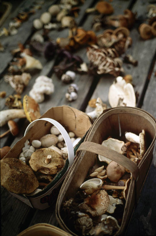 无人,交叉,竖图,俯视,室外,白天,竹子,蔬菜,一堆,阴影,堆叠,堆积,竹制,新鲜,编织,光线,篮子,木板,影子,桥,菌菇,蘑菇,食品,木桥,凌乱,营养,菌类,栈桥,食物,阳光,竹篮,健康,食用菌,有机食品,绿色食品,人行桥,木板桥,竹条,堆,交织,混乱,竹制品,安康,穿插,纷乱,康健,缭乱,庞杂,养分,彩图,高角度拍摄