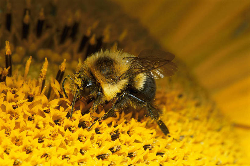 无人,横图,俯视,室外,特写,白天,蜜蜂,阴影,朦胧,模糊,透明,光线,昆虫,蜂巢,蜂窝,影子,灯光,辉煌,一只,黄色,动物,健康,栖息,活泼,希望,暖色,光辉,益虫,光明,功名,轻快,栖身,彩图,高角度拍摄,全身