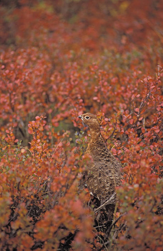 无人,站,竖图,室外,白天,侧面,旅游,度假,草地,美景,植物,鸟,野生动物,羽毛,阴影,朦胧,模糊,轻盈,柔软,盛开,光线,鸟类,影子,景观,花蕾,扭头,注视,娱乐,草,花,花瓣,花朵,鲜花,一只,绿色,阳光,自然,动物,花苞,花蕊,观察,看,站着,转头,享受,休闲,景色,放松,可爱,活泼,观看,察看,关注,自然风光,伪装,轻柔,假装,站立,半身,彩图
