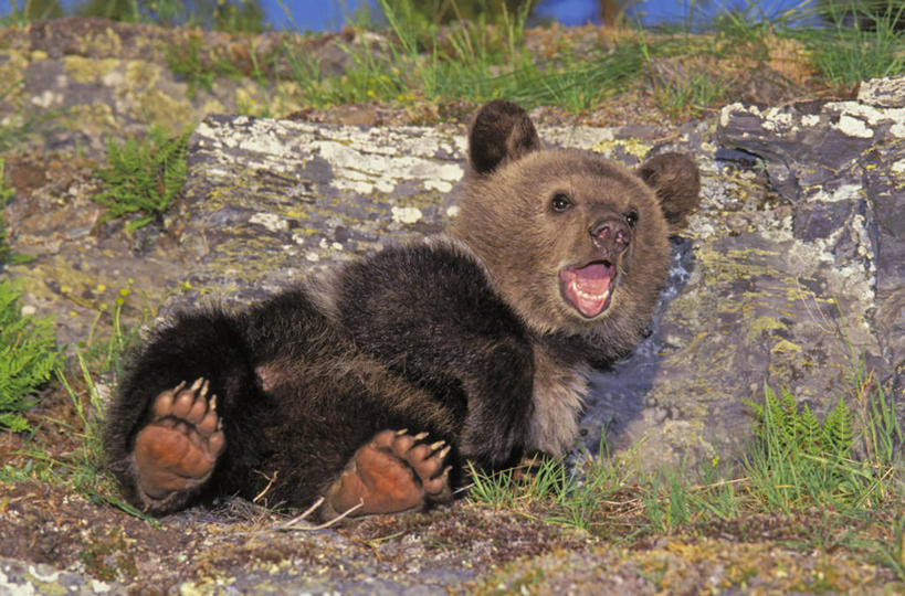 无人,躺,横图,俯视,室外,白天,旅游,度假,草地,草坪,石头,美景,植物,野生动物,熊,加拿大,阴影,光线,石子,影子,景观,注视,娱乐,草,一只,绿色,阳光,自然,动物,观察,看,张嘴,享受,休闲,景色,放松,可爱,观看,察看,北美,北美洲,关注,自然风光,美洲,灰熊,凶猛,张大嘴巴,北亚美利加洲,亚美利加洲,卧着,残暴,凶残,石块,张开嘴,躺着,卧,彩图,高角度拍摄,全身