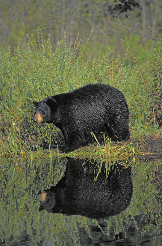 无人,站,竖图,室外,白天,侧面,旅游,度假,草地,草坪,湖,湖泊,美景,水,植物,野生动物,熊,黑熊,阴影,光线,影子,湖面,景观,水流,水面,注视,娱乐,草,一只,绿色,倒影,阳光,自然,动物,湖水,观察,看,站着,享受,休闲,景色,放松,观看,察看,倒映,关注,自然风光,凶猛,黑瞎子,熊瞎子,反照,残暴,凶残,站立,彩图,全身