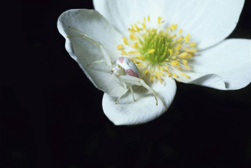 无人,横图,俯视,室内,特写,白天,静物,黑色背景,盛开,昆虫,蜘蛛,花蕾,花,花瓣,花朵,鲜花,一朵,一只,白色,动物,花苞,花蕊,摄影,影棚,八脚螅,节肢动物,益虫,波丝,停驻,幽灵蛛,彩图,高角度拍摄,全身,影棚拍摄,拍摄