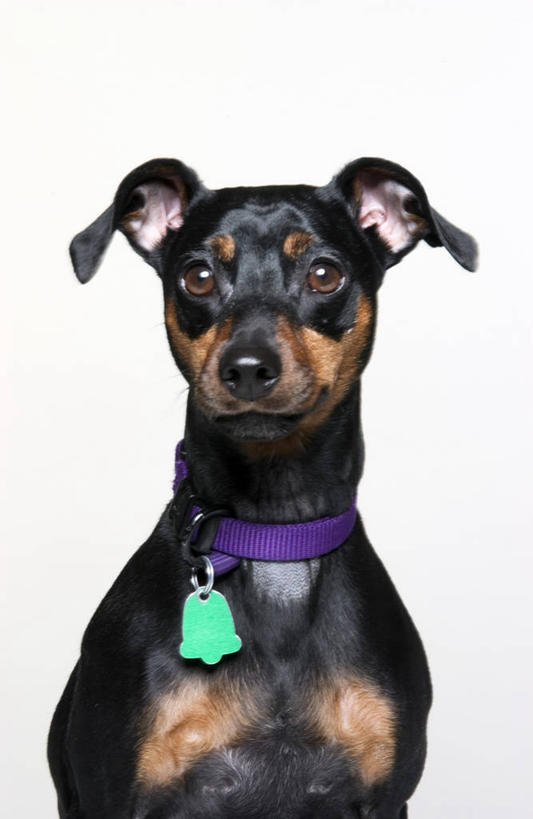 坐,竖图,室内,白天,正面,宠物,狗,阴影,光线,影子,扭头,注视,一只,阳光,动物,观察,看,转头,可爱,摄影,影棚,观看,察看,关注,杜宾犬,忠诚,笃宾狗,笃宾犬,杜宾狗,项圈,犬,坐着,半身,彩图,影棚拍摄,拍摄