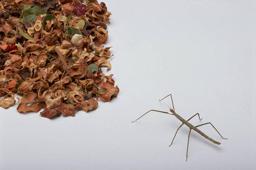 无人,横图,俯视,室内,特写,白天,一堆,阴影,堆叠,堆积,光线,昆虫,螳螂,影子,凌乱,扭头,注视,一只,阳光,动物,观察,看,趴着,转头,观看,堆,察看,混乱,关注,刀螂,益虫,大刀螂,纷乱,缭乱,庞杂,趴,半身,彩图,高角度拍摄