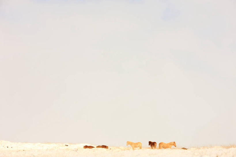 无人,走,横图,室外,白天,正面,美景,雪,大雪,马,野生动物,一堆,许多,阴影,堆叠,堆积,光线,影子,积雪,景观,雪景,云,云朵,冬季,冬天,很多,云彩,注视,蓝色,白云,蓝天,天空,阳光,自然,动物,天,观察,看,广阔,宽广,景色,寒冷,运输,牲畜,晴朗,观看,堆,察看,关注,宽阔,自然风光,严寒,广大,晴空,步行,散步,走路,彩图,全身