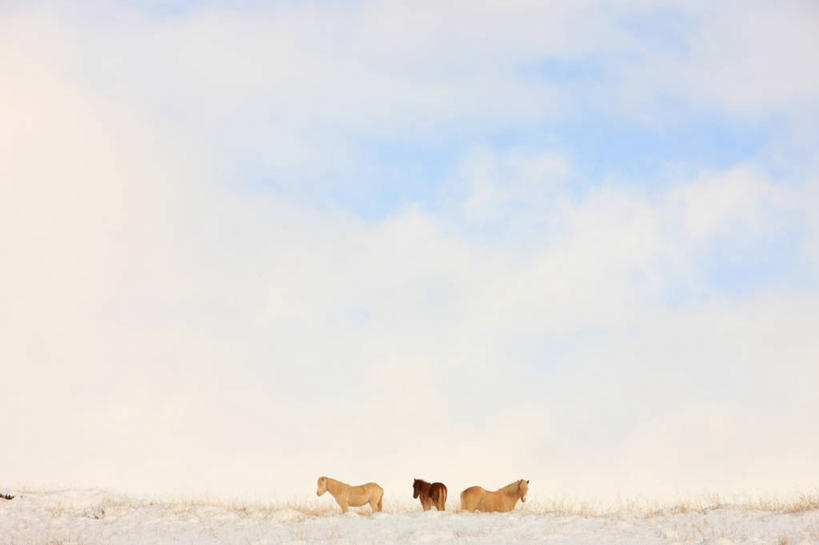 无人,走,横图,室外,白天,正面,美景,雪,大雪,马,野生动物,一堆,许多,阴影,堆叠,堆积,光线,影子,积雪,景观,雪景,云,云朵,冬季,冬天,很多,云彩,注视,蓝色,白云,蓝天,天空,阳光,自然,动物,天,观察,看,广阔,宽广,景色,寒冷,运输,牲畜,晴朗,观看,堆,察看,关注,宽阔,自然风光,严寒,广大,晴空,步行,散步,走路,彩图,全身