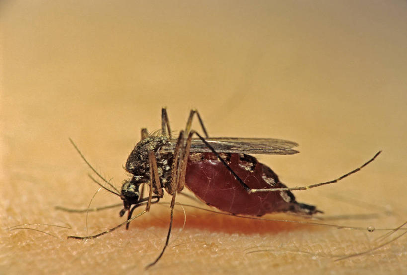 无人,横图,俯视,室内,白天,蚊子,阴影,光线,细菌,昆虫,影子,灯光,注视,一只,动物,观察,看,趴着,摄影,影棚,观看,皮肤,察看,关注,吸吮,病菌,害虫,传染,四害,寻觅蚊,趴,彩图,高角度拍摄,全身,影棚拍摄,拍摄