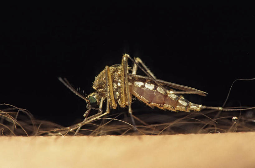 无人,横图,室内,白天,侧面,蚊子,阴影,光线,细菌,昆虫,影子,灯光,注视,一只,动物,观察,看,趴着,摄影,影棚,观看,皮肤,察看,关注,吸吮,病菌,害虫,传染,四害,寻觅蚊,趴,彩图,全身,影棚拍摄,拍摄