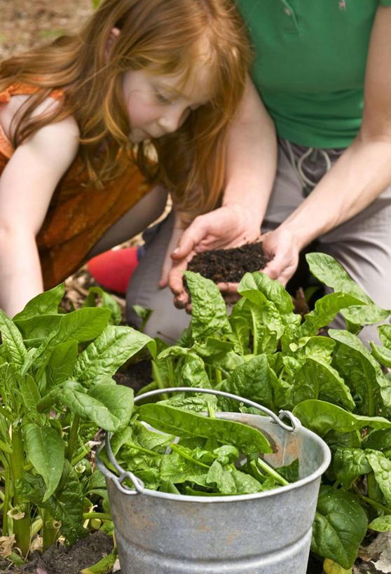 西方人,儿童,手,家庭,母亲,女儿,蹲,捧,竖图,室外,白天,正面,纯洁,菠菜,蔬菜,欧洲,欧洲人,种植,新鲜,铁桶,桶,食品,食物,一个,小孩,容器,温暖,温馨,母女,一家人,手部,可爱,母爱,童年,童趣,有机食品,绿色食品,单个,储藏,和睦,栽培,栽种,储存,童真,烂漫,无邪,莳植,天真,年轻女性,女孩,女人,女性,白种人,孩子,年轻人,鹦鹉菜,鼠根菜,角菜,红嘴绿鹦哥,赤根菜,菠薐菜,波斯草,端,端着,蹲着,捧着,手捧,半身,彩图,融洽,贮存,女生