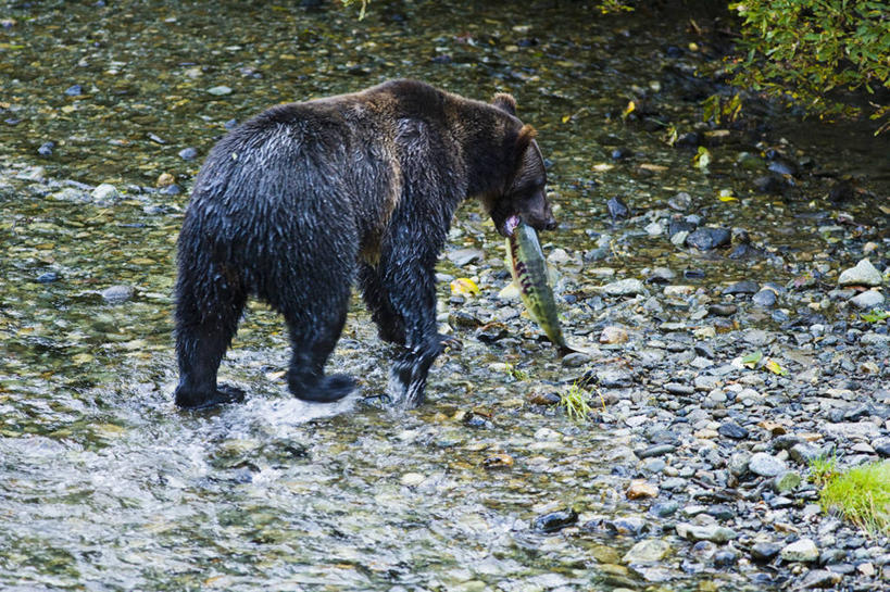 海鲜,无人,走,吃,横图,室外,白天,侧面,河流,石头,水,野生动物,熊,黑熊,一堆,一条,咬,阴影,波纹,堆叠,堆积,光线,鱼,石子,影子,河水,水流,扭头,注视,水产,鱼类,捕鱼,海洋生物,一只,水纹,阳光,动物,波浪,观察,看,转头,观看,堆,咬着,察看,打鱼,关注,水生动物,海产品,水生物,凶猛,海底动物,黑瞎子,熊瞎子,残暴,凶残,石块,步行,嚼,散步,食,走路,彩图,全身