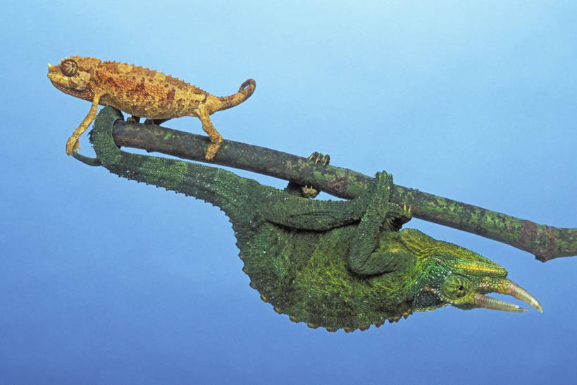 无人,横图,室外,白天,仰视,植物,变色龙,野生动物,阴影,光线,影子,青苔,苔藓,枝条,注视,树,树木,树枝,黄色,蓝色,绿色,蓝天,天空,阳光,动物,天,观察,看,趴着,两只,观看,察看,关注,避役,虬枝,枝杈,趴,彩图,低角度拍摄,全身