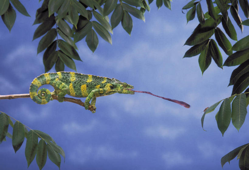 无人,横图,室外,白天,仰视,植物,变色龙,野生动物,叶子,阴影,花纹,朦胧,模糊,装饰,光线,影子,云,云朵,绿叶,枝条,云彩,注视,吐舌头,树,树木,树枝,一只,蓝色,白云,蓝天,天空,阳光,动物,天,观察,看,趴着,伸舌头,吐舌,嫩叶,晴朗,观看,华丽,修饰,点缀,察看,关注,衬托,美观,雅致,雅观,避役,虬枝,枝杈,叶,叶片,晴空,趴,彩图,低角度拍摄,全身