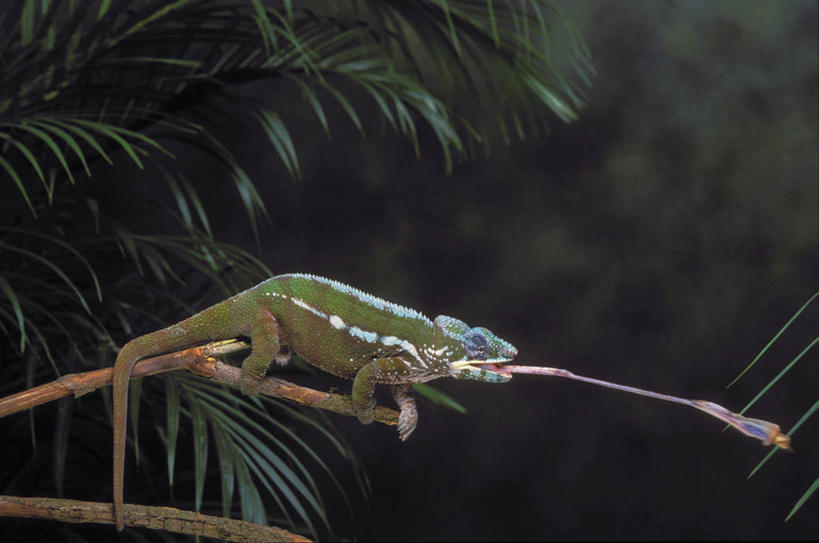 无人,横图,室外,白天,侧面,植物,变色龙,野生动物,叶子,阴影,花纹,朦胧,模糊,装饰,光线,影子,云,云朵,绿叶,枝条,云彩,注视,吐舌头,树,树木,树枝,一只,蓝色,白云,蓝天,天空,阳光,动物,天,观察,看,趴着,伸舌头,吐舌,嫩叶,晴朗,观看,华丽,修饰,点缀,察看,关注,衬托,美观,雅致,雅观,避役,虬枝,枝杈,叶,叶片,晴空,趴,彩图,全身