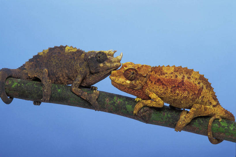 无人,横图,室外,白天,仰视,植物,变色龙,野生动物,阴影,光线,影子,青苔,苔藓,枝条,注视,树,树木,树枝,黄色,蓝色,绿色,蓝天,天空,阳光,动物,天,观察,看,趴着,两只,观看,察看,关注,避役,虬枝,枝杈,趴,彩图,低角度拍摄,全身