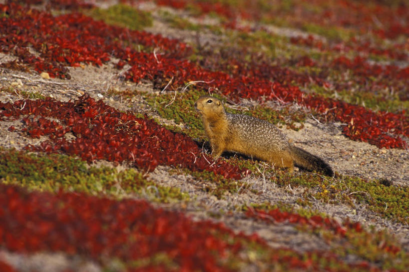 无人,站,横图,俯视,室外,白天,旅游,度假,草地,草原,石头,美景,植物,野生动物,老鼠,加拿大,阴影,光线,石子,影子,景观,旷野,注视,娱乐,草,一只,黄色,绿色,阳光,自然,动物,观察,看,站着,享受,休闲,景色,放松,可爱,活泼,观看,皮毛,察看,北美,北美洲,关注,自然风光,原野,美洲,北亚美利加洲,亚美利加洲,地鼠,北极地鼠,石块,岩石,站立,彩图,高角度拍摄,全身