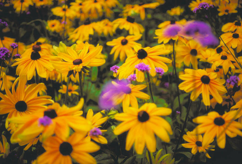 无人,横图,俯视,室外,白天,旅游,度假,美景,叶子,加拿大,许多,阴影,盛开,鲜艳,光线,影子,景观,绿叶,美丽,花蕾,漂亮,娱乐,花,花瓣,花朵,鲜花,黄色,紫色,阳光,自然,花苞,花蕊,享受,休闲,嫩叶,菊花,景色,放松,北美,优美,北美洲,自然风光,美洲,摩登,艳丽,金光菊,北亚美利加洲,亚美利加洲,臭菊,黑眼菊,斑斓,标致,瑰丽,娇艳,锦绣,娟秀,俊丽,奇丽,俏丽,时兴,秀丽,叶,叶片,彩图,高角度拍摄