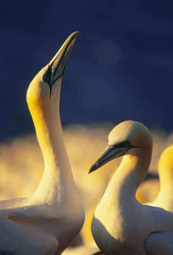 无人,站,竖图,俯视,室外,特写,白天,旅游,度假,石头,美景,海鸟,鸟,一排,阴影,朦胧,模糊,整齐,光线,鸟类,石子,影子,景观,注视,娱乐,排列,阳光,自然,看,站着,两只,享受,休闲,景色,放松,队列,关注,自然风光,鲣鸟,结巴鸟,石块,岩石,抬头,仰头,站立,半身,彩图,高角度拍摄