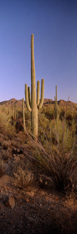 无人,竖图,全景,室外,白天,仰视,草地,草坪,石头,美景,山,山脉,植物,仙人掌,美国,阴影,高耸,平静,光线,火焰,石子,影子,景观,泥土,山峰,土壤,草药,山峦,中药,草,蓝色,绿色,蓝天,天空,阳光,自然,群山,天,景色,安静,晴朗,宁静,亚利桑那,北美,北美洲,静谧,自然风光,美洲,药材,中草药,亚利桑那州,中药材,本草,万里无云,大峡谷之州,牛舌头,北亚美利加洲,亚美利加洲,沉静,恬静,安祥,僻静,清静,太平,挺拔,石块,岩石,晴空,晴空万里,玉芙蓉,仙巴掌,火掌,霸王树,彩图,低角度拍摄