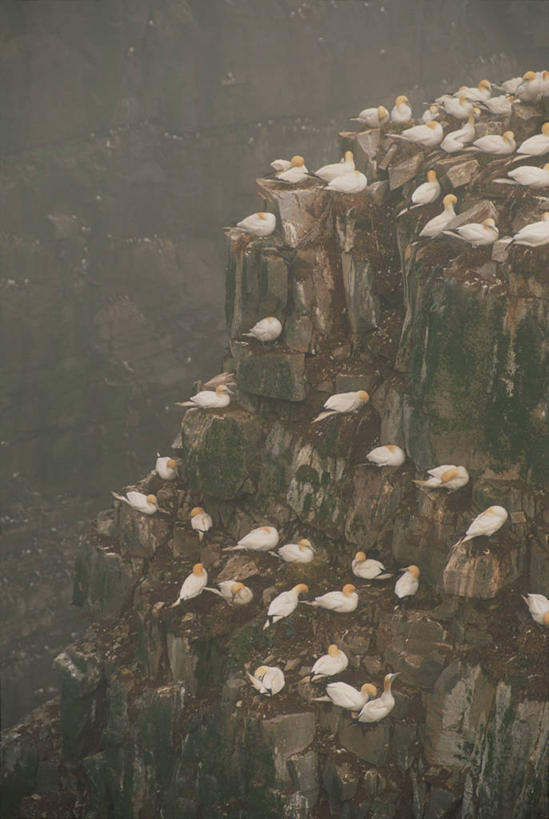 无人,坐,竖图,俯视,室外,白天,石头,美景,雾,海鸟,鸟,一群,许多,朦胧,模糊,粗糙,平静,鸟类,石子,景观,乌云,悬崖,云,阴天,云朵,很多,云彩,天空,自然,天,陡峭,景色,安静,高低,栖息,宁静,凹凸,迷雾,毛糙,昏暗,阴沉,静谧,自然风光,沉静,绝壁,恬静,安祥,僻静,清静,太平,笔陡,峻峭,栖身,鲣鸟,结巴鸟,石块,岩石,大雾,坐着,彩图,高角度拍摄,全身,粗拙