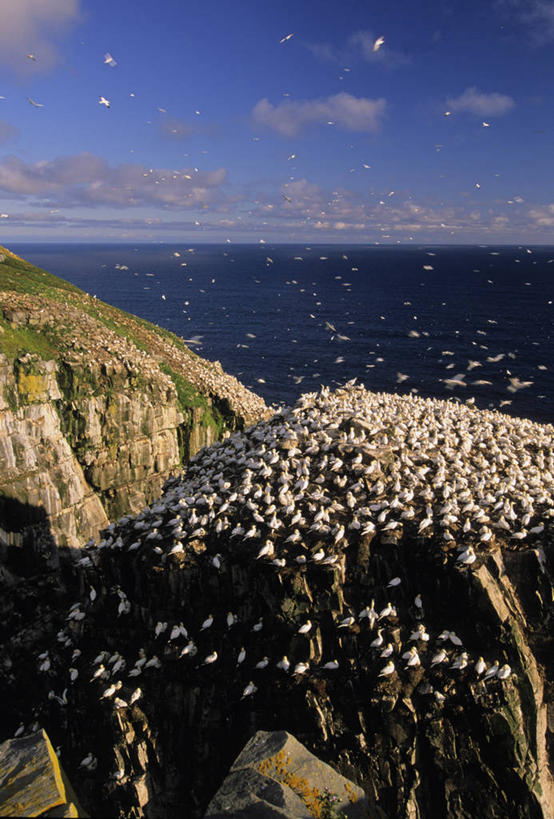无人,竖图,俯视,室外,白天,草地,草坪,海浪,海洋,石头,美景,山,山脉,植物,海鸟,鸟,加拿大,一群,许多,飞翔,阴影,波纹,平静,飞行,光线,鸟类,石子,影子,景观,浪花,山峰,水平线,云,云朵,辽阔,海平线,山峦,很多,翱翔,云彩,飞,草,蓝色,绿色,白云,蓝天,水纹,天空,阳光,自然,海水,波浪,群山,天,广阔,景色,安静,栖息,晴朗,宁静,一望无际,北美,北美洲,静谧,自然风光,美洲,海景,北亚美利加洲,亚美利加洲,沉静,恬静,安祥,僻静,清静,太平,无边无际,一马平川,栖身,鲣鸟,结巴鸟,大海,风浪,海,海水的波动,近岸浪,石块,岩石,涌浪,晴空,彩图,高角度拍摄,全身,水天相接,水天一线