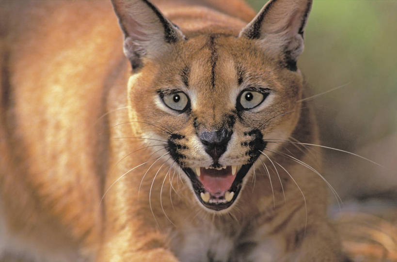 胡须,无人,横图,室外,特写,白天,正面,草地,草坪,美景,植物,野生动物,非洲,阴影,朦胧,模糊,平静,光线,影子,景观,褐色,注视,草,一只,绿色,阳光,自然,动物,观察,看,张嘴,景色,安静,可爱,毛茸茸,活泼,观看,宁静,皮毛,察看,关注,静谧,自然风光,张大嘴巴,沉静,阿非利加洲,恬静,安祥,僻静,清静,太平,狗獾,獾,髯毛,张开嘴,半身,彩图