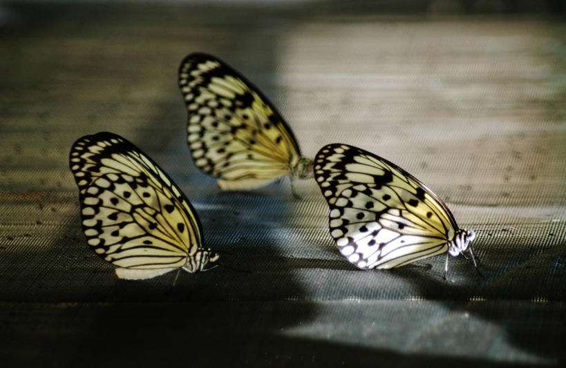 无人,站,横图,室外,特写,白天,侧面,蝴蝶,三只,阴影,光线,昆虫,影子,泥土,土壤,捕虫网,黄色,阳光,动物,站着,栖息,扫网,水网,益虫,扑网,栖身,站立,彩图,全身