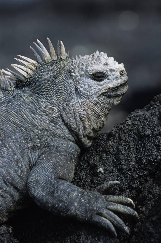 无人,竖图,俯视,室外,白天,石头,美景,野生动物,蜥蜴,厄瓜多尔,阴影,平静,光线,鬣蜥,石子,影子,景观,一只,阳光,自然,动物,趴着,景色,南美,安静,栖息,宁静,南美洲,拉丁美洲,静谧,自然风光,美洲,石龙子,泉龙,猪婆蛇,四脚蛇,亚美利加洲,南亚美利加洲,沉静,蜴,恬静,安祥,僻静,清静,太平,海鬣蜥,厄瓜多尔共和国,栖身,钝鼻蜥,石块,岩石,趴,半身,彩图,高角度拍摄