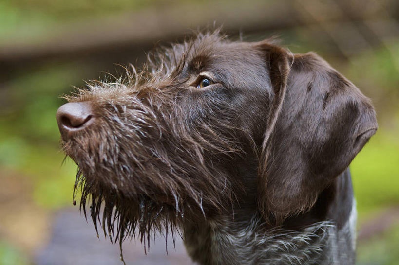 脸,头,脸颊,无人,站,横图,室外,特写,白天,侧面,旅游,度假,草地,草坪,石头,美景,森林,树林,植物,宠物,狗,加拿大,阴影,朦胧,模糊,光线,石子,影子,景观,猎犬,注视,娱乐,草,树,树木,一只,绿色,阳光,自然,动物,观察,看,站着,享受,休闲,景色,放松,可爱,生长,成长,观看,察看,北美,北美洲,关注,自然风光,美洲,忠诚,北亚美利加洲,亚美利加洲,波音达犬,德国波音达犬,德国短毛波音达犬,德国短毛指示猎犬,德国短毛指示犬,头部,脸部,脸蛋,面部,石块,岩石,犬,站立,半身,彩图