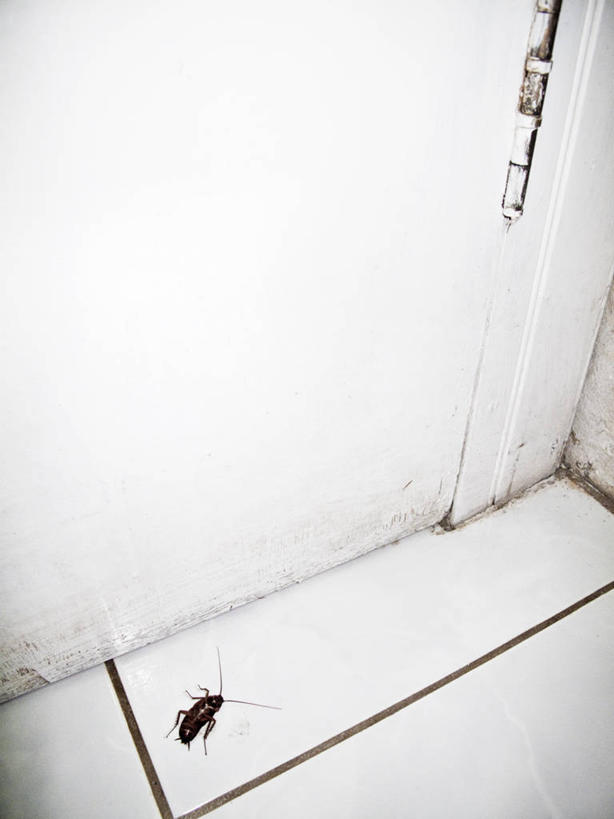 无人,攀登,竖图,俯视,室内,白天,门,蟑螂,阴影,光线,细菌,昆虫,瓷砖,地砖,影子,灯光,地面,注视,一只,动物,门框,观察,看,爬,观看,厌恶,察看,关注,病菌,害虫,传染,四害,小强,讨厌,蜚蠊,攀爬,彩图,高角度拍摄,全身