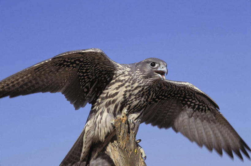 无人,站,横图,室外,白天,仰视,旅游,度假,美景,鸟,一根,伸展,张开,展翅,阴影,光线,翅膀,鸟类,影子,景观,树桩,注视,娱乐,树,树干,一只,蓝色,蓝天,天空,阳光,自然,天,观察,看,站着,张嘴,享受,休闲,木桩,景色,放松,晴朗,观看,察看,猛烈,关注,自然风光,凶猛,张大嘴巴,猎鹰,凶悍,张开翅膀,万里无云,勇猛,厉害,隼,展开翅膀,猎隼,晴空,晴空万里,张开嘴,站立,彩图,低角度拍摄,全身