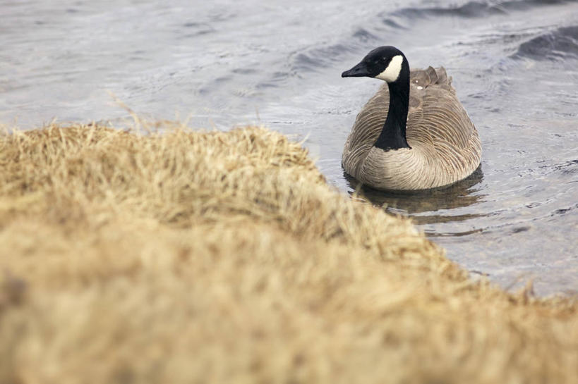 游泳,无人,横图,俯视,室外,白天,旅游,度假,河流,美景,沙滩,水,植物,鸟,羽毛,加拿大,阴影,波纹,枯萎,轻盈,柔软,光线,鸟类,沙子,影子,河岸,河水,河滩,景观,水流,枯草,涟漪,沙地,娱乐,草,一只,黄色,白色,黑色,水纹,阳光,自然,波浪,享受,休闲,景色,放松,雁,北美,北美洲,自然风光,美洲,黑雁,加拿大黑雁,水晕,轻柔,北亚美利加洲,亚美利加洲,泅水,加拿大雁,拍浮,彩图,高角度拍摄,全身