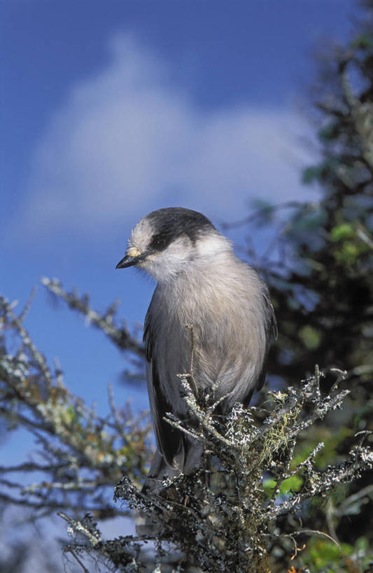 无人,竖图,室外,特写,白天,仰视,植物,鸟,阴影,朦胧,模糊,光线,鸟类,影子,云,云朵,枝条,云彩,扭头,注视,树,树木,树枝,一只,蓝色,白云,蓝天,天空,阳光,天,观察,看,转头,栖息,晴朗,观看,察看,关注,休憩,憩息,虬枝,枝杈,栖身,晴空,彩图,低角度拍摄,全身
