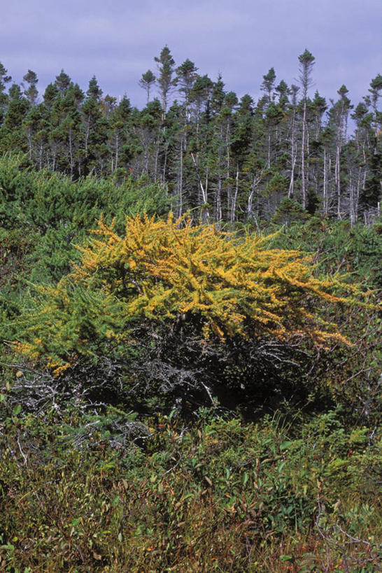 无人,竖图,俯视,室外,白天,草地,草原,美景,树林,植物,加拿大,一排,阴影,整齐,光线,影子,景观,旷野,云,云朵,云彩,草,树,树木,排列,蓝色,绿色,白云,蓝天,天空,阳光,自然,天,景色,生长,晴朗,成长,北美,北美洲,队列,自然风光,原野,美洲,北亚美利加洲,亚美利加洲,纽芬兰,纽芬兰省,晴空,彩图,高角度拍摄