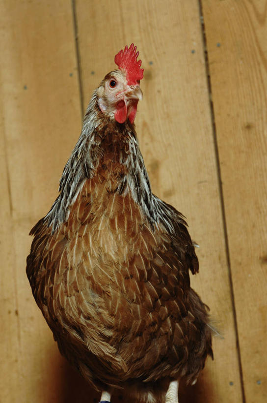 无人,站,竖图,室内,白天,仰视,鸡,木制,墙,鸡冠,注视,家禽,墙壁,墙面,红色,动物,木制品,观察,看,站着,家畜,牲畜,观看,察看,关注,站立,半身,彩图,低角度拍摄
