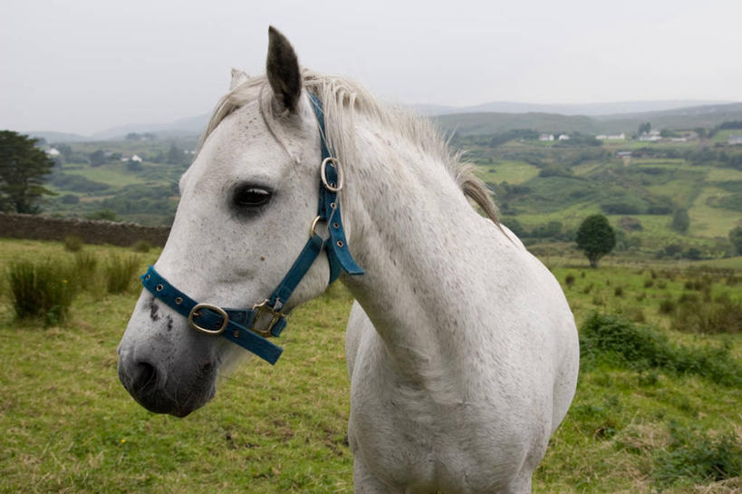 无人,站,横图,室外,白天,正面,旅游,度假,草地,草坪,美景,植物,马,野生动物,爱尔兰,欧洲,景观,扭头,注视,娱乐,一匹,草,蓝色,绿色,白色,白云,蓝天,天空,自然,动物,天,观察,看,站着,转头,享受,休闲,景色,放松,运输,牲畜,观看,察看,西欧,关注,自然风光,爱尔兰共和国,阿尔斯特,阿尔斯特省,阿洛斯特,多尼戈尔,多尼戈尔郡,站立,半身,彩图
