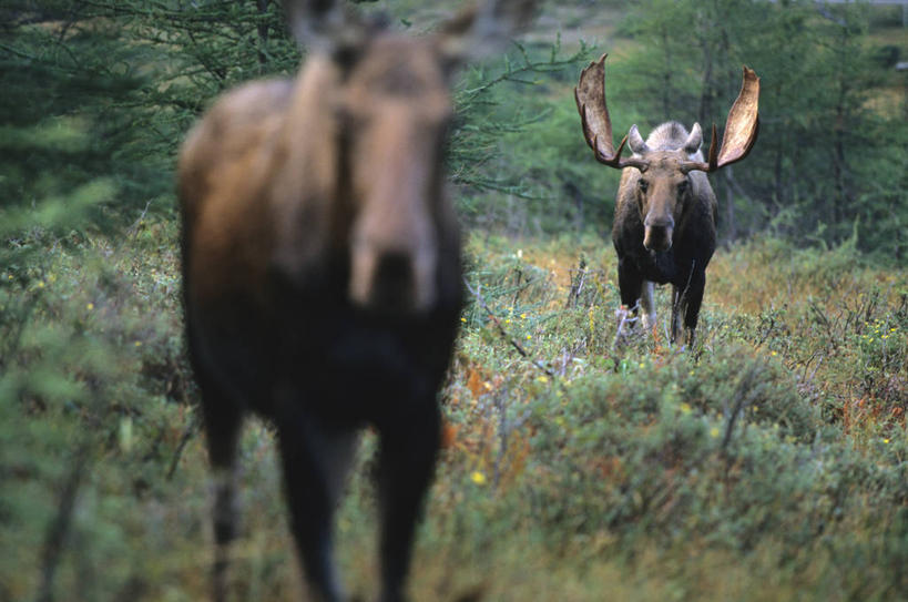 无人,公园,站,横图,室外,白天,正面,旅游,度假,草地,草坪,美景,植物,哺乳动物,鹿,野生动物,加拿大,朦胧,模糊,景观,注视,娱乐,草,树,树木,绿色,自然,动物,观察,看,站着,两只,享受,休闲,景色,放松,可爱,活泼,生长,成长,观看,察看,北美,北美洲,国家公园,关注,自然风光,美洲,北亚美利加洲,亚美利加洲,格罗斯莫讷国家公园,纽芬兰,站立,半身,彩图,格罗摩恩国家公园,格罗莫讷国家公园,格罗斯莫恩国家公园,纽芬兰.拉布拉多,纽芬兰.拉布拉多省,纽芬兰岛