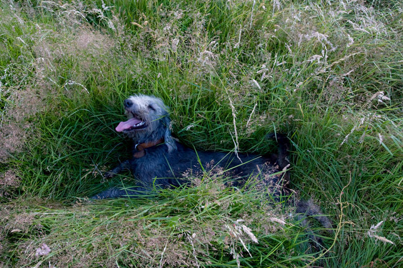 无人,躺,横图,俯视,室外,白天,旅游,度假,草地,草坪,美景,植物,宠物,狗,爱尔兰,欧洲,景观,梗犬,注视,娱乐,吐舌头,草,一只,绿色,自然,动物,观察,看,伸舌头,享受,休闲,吐舌,景色,放松,可爱,观看,察看,西欧,关注,自然风光,忠诚,爱尔兰共和国,阿尔斯特,阿尔斯特省,阿洛斯特,多尼戈尔,多尼戈尔郡,贝灵顿梗,卧着,犬,躺着,卧,彩图,高角度拍摄,全身