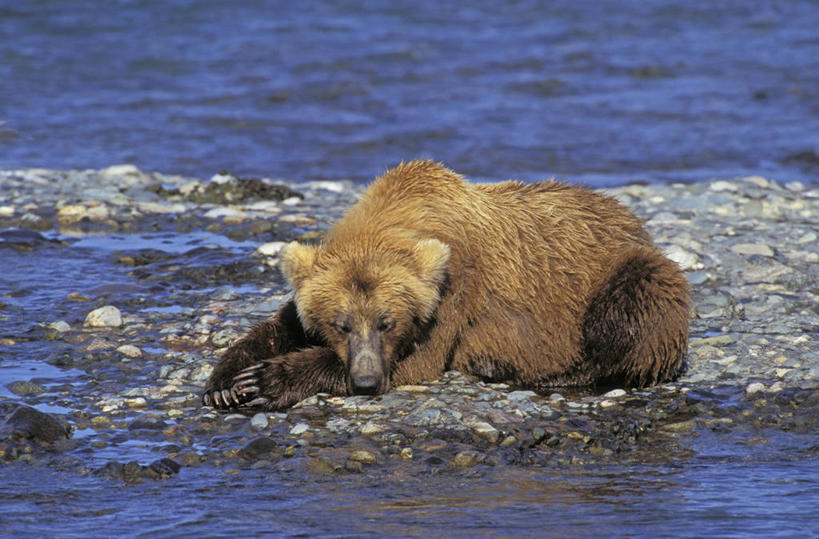 无人,站,横图,俯视,室外,白天,旅游,度假,湖,湖泊,美景,水,野生动物,熊,美国,湖面,景观,水流,水面,扭头,注视,娱乐,一只,蓝色,自然,动物,湖水,观察,看,站着,转头,享受,休闲,景色,放松,观看,察看,北美,北美洲,国家公园,关注,自然风光,美洲,凶猛,阿拉斯加,阿拉斯加州,北亚美利加洲,亚美利加洲,最后的边疆,午夜阳光之地,卡特迈国家公园,卡特迈自然保护区,残暴,凶残,棕熊,马熊,站立,彩图,高角度拍摄,全身