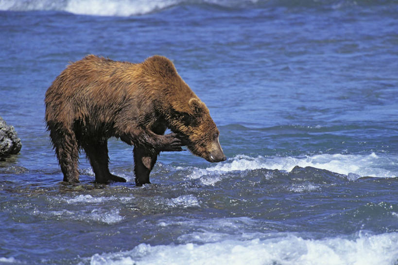 无人,站,横图,室外,白天,侧面,旅游,度假,湖,湖泊,美景,水,野生动物,熊,美国,湖面,景观,水流,水面,扭头,注视,娱乐,一只,蓝色,自然,动物,湖水,观察,看,站着,转头,享受,休闲,景色,放松,观看,察看,北美,北美洲,国家公园,关注,自然风光,美洲,凶猛,阿拉斯加,阿拉斯加州,北亚美利加洲,亚美利加洲,最后的边疆,午夜阳光之地,卡特迈国家公园,卡特迈自然保护区,残暴,凶残,棕熊,马熊,站立,彩图,全身