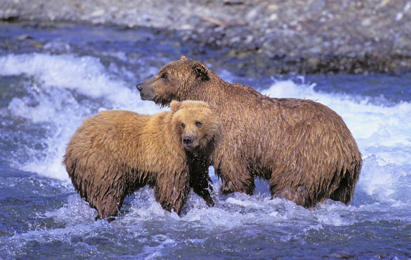 无人,站,横图,俯视,室外,白天,旅游,度假,湖,湖泊,石头,美景,水,野生动物,熊,美国,石子,湖面,景观,水流,水面,扭头,注视,娱乐,自然,动物,湖水,观察,看,站着,转头,两只,享受,休闲,景色,放松,观看,察看,北美,北美洲,关注,自然风光,美洲,凶猛,阿拉斯加,阿拉斯加州,北亚美利加洲,亚美利加洲,最后的边疆,午夜阳光之地,科迪亚克棕熊,残暴,凶残,石块,岩石,棕熊,马熊,站立,彩图,高角度拍摄,全身