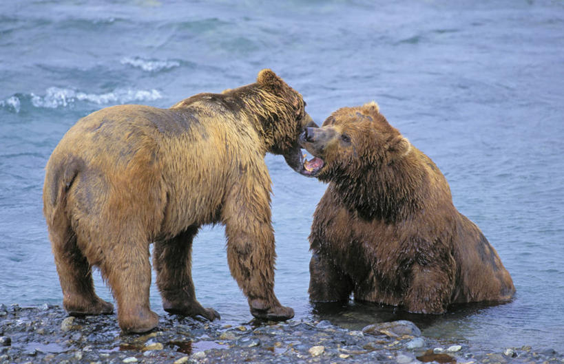 背部,无人,站,横图,室外,白天,正面,旅游,度假,湖,湖泊,石头,美景,水,野生动物,熊,美国,咬,石子,湖面,景观,水流,水面,娱乐,相视,自然,动物,湖水,站着,两只,享受,休闲,面对面,景色,放松,对视,咬着,北美,北美洲,自然风光,美洲,相对,凶猛,阿拉斯加,阿拉斯加州,相看,北亚美利加洲,亚美利加洲,最后的边疆,午夜阳光之地,科迪亚克棕熊,残暴,凶残,石块,岩石,棕熊,马熊,站立,彩图,全身