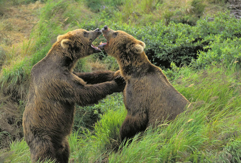 无人,伸展双臂,横图,室外,白天,侧面,旅游,度假,草地,草坪,美景,植物,野生动物,熊,美国,景观,娱乐,草,绿色,自然,动物,两只,享受,休闲,景色,放松,北美,北美洲,自然风光,美洲,凶猛,阿拉斯加,阿拉斯加州,北亚美利加洲,亚美利加洲,最后的边疆,午夜阳光之地,科迪亚克棕熊,残暴,凶残,棕熊,马熊,敞开双臂,伸开双臂,展开双肩,张开手臂,张开双臂,半身,彩图