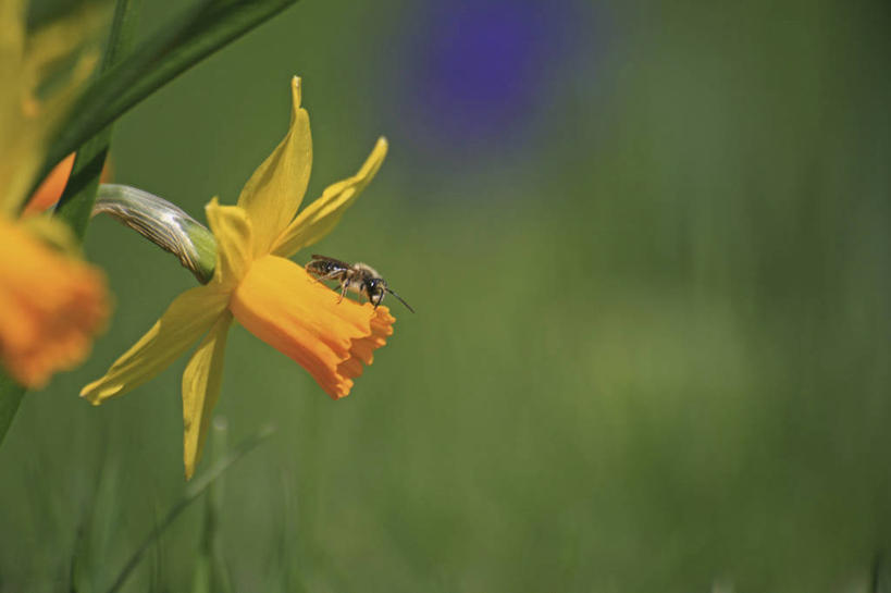 无人,横图,室外,特写,白天,正面,旅游,度假,美景,植物,蜜蜂,朦胧,模糊,盛开,昆虫,景观,草药,注视,娱乐,中药,花,花瓣,花朵,花卉,鲜花,两朵,一只,黄色,自然,动物,花蕊,观察,看,享受,休闲,景色,放松,观看,察看,鸢尾,关注,自然风光,药材,中草药,益虫,中药材,本草,紫蝴蝶,蓝蝴蝶,乌鸢,扁竹花,停驻,彩图,全身